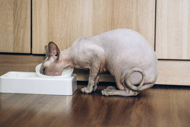 A Sphynx Eating A Cat Food